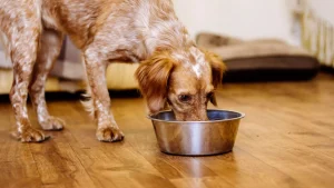 Bland diet page_0.jpg