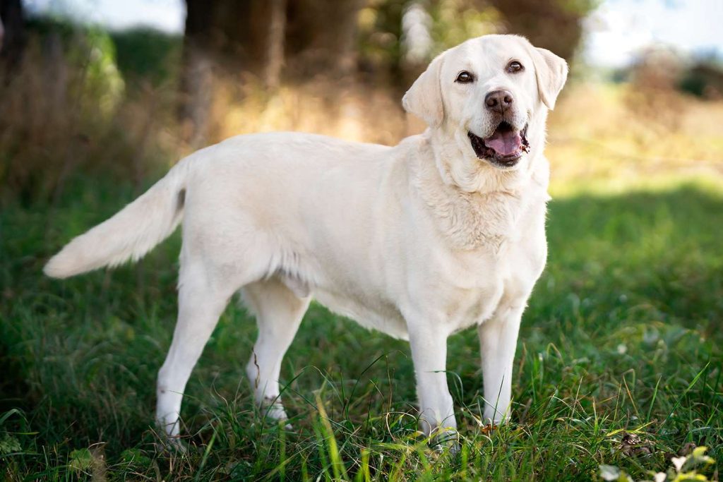 labrador-retriever-031825-4ac72cce83964cf6b5f3867011aaaf13