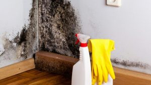 drywall_mold-e1617121498309-1
