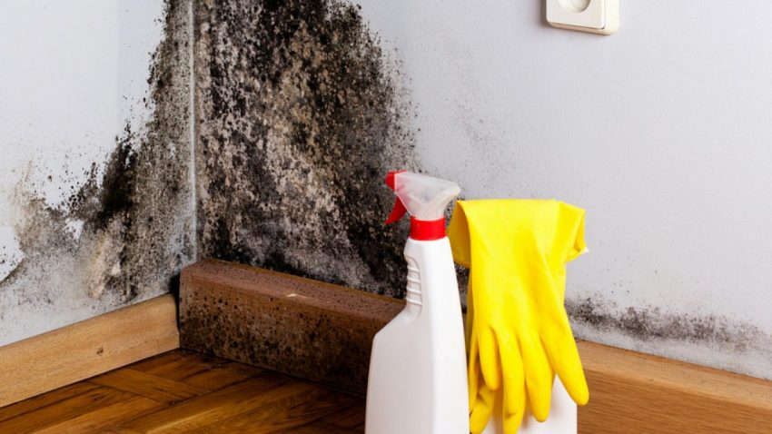 drywall_mold-e1617121498309-1