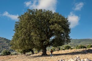 pexels-hishamzayadneh-14723519