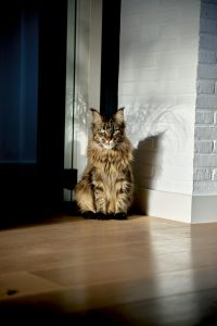 pexels-wijs-wise-136435282-19577858
